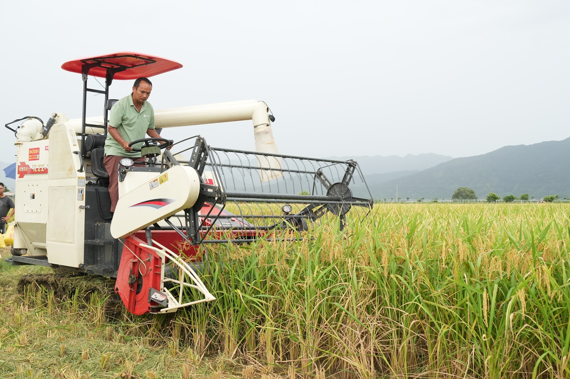 肇庆市农林科学院沙浦基地节水抗旱稻收割现场 肇庆市农林科学院沙浦基地节水抗旱稻收割现场